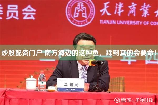 炒股配资门户 南方海边的这种鱼，踩到真的会要命！