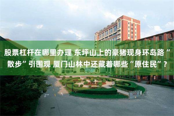 股票杠杆在哪里办理 东坪山上的豪猪现身环岛路“散步”引围观 厦门山林中还藏着哪些“原住民”？